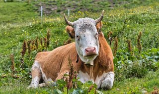 peternakan sapi pedaging modern